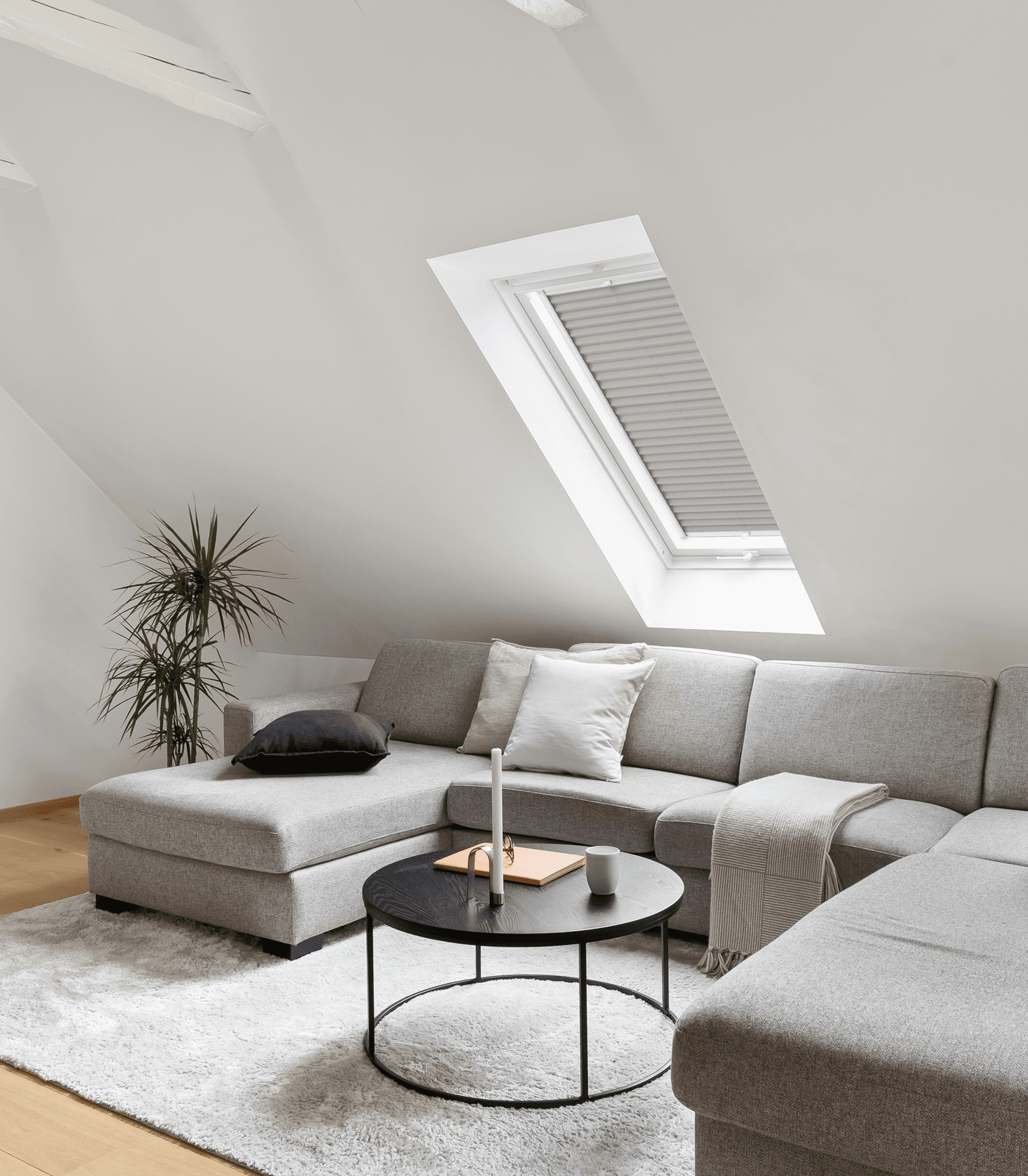 Ashwood + vit profil