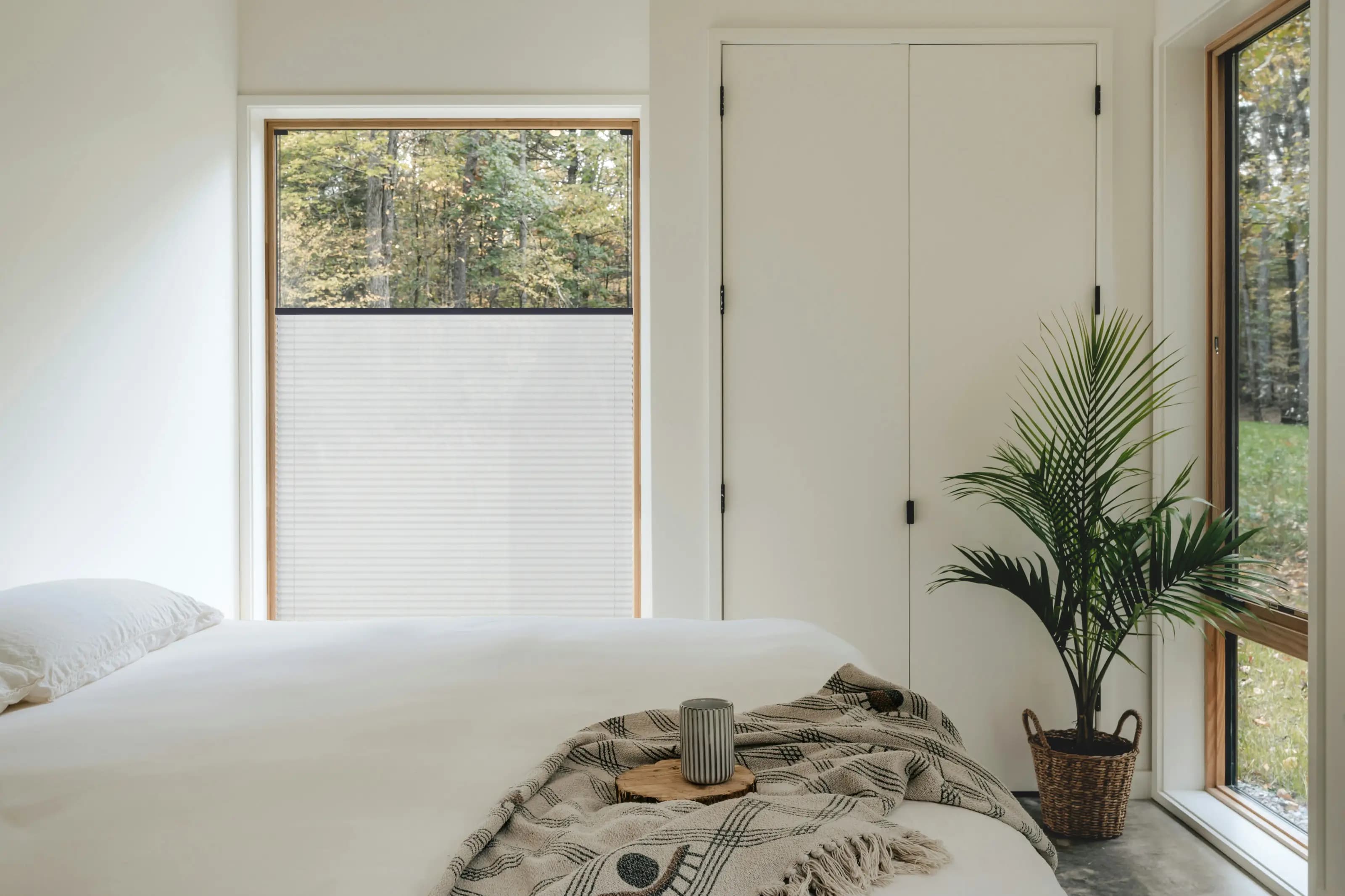 Silver Birch + anthrazitprofil